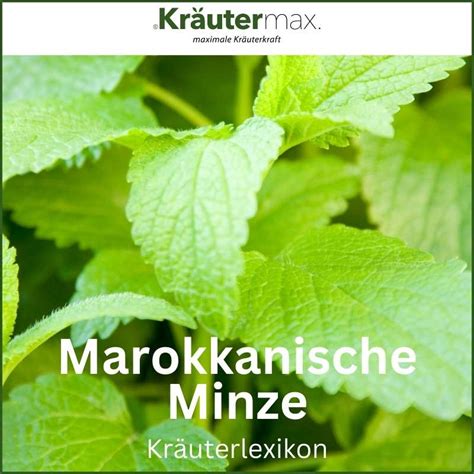 marokkaans kapsel|Marokkanische Minze – Ein Heilkraut für Gesundheit,。